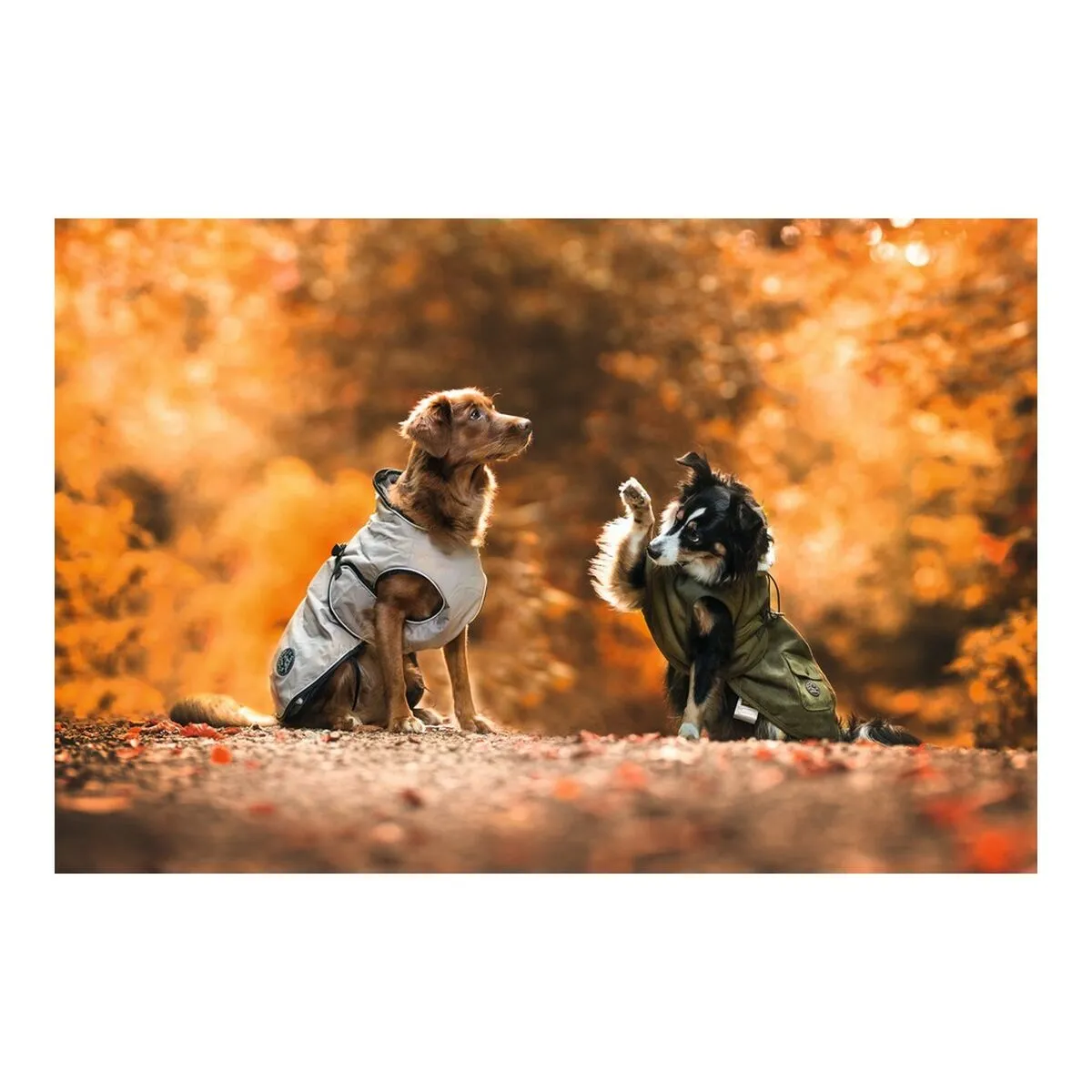 Dog Coat Norton 360 Uppsala Brown 60 Cm